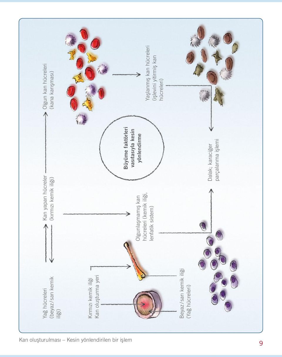 Büyüme faktörleri vasıtasıyla kesin yönlendirme Dalak; karaciğer parçalanma işlemi Olgun kan hücreleri (kana