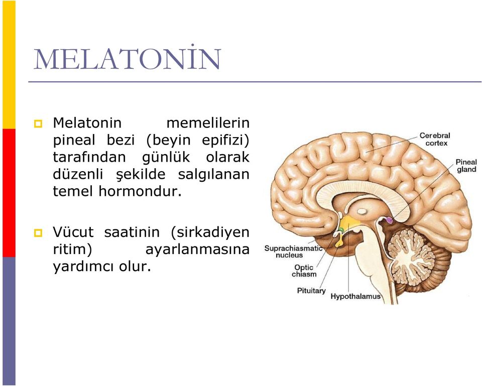 düzenli şekilde salgılanan temel hormondur.