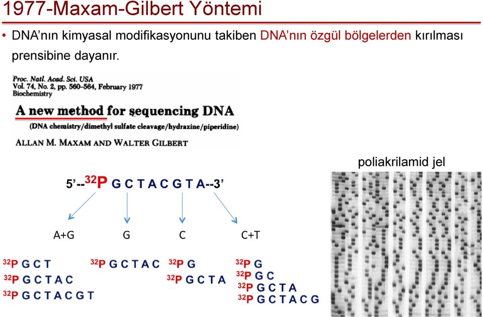 DNA nın özgül bölgelerden kırılması