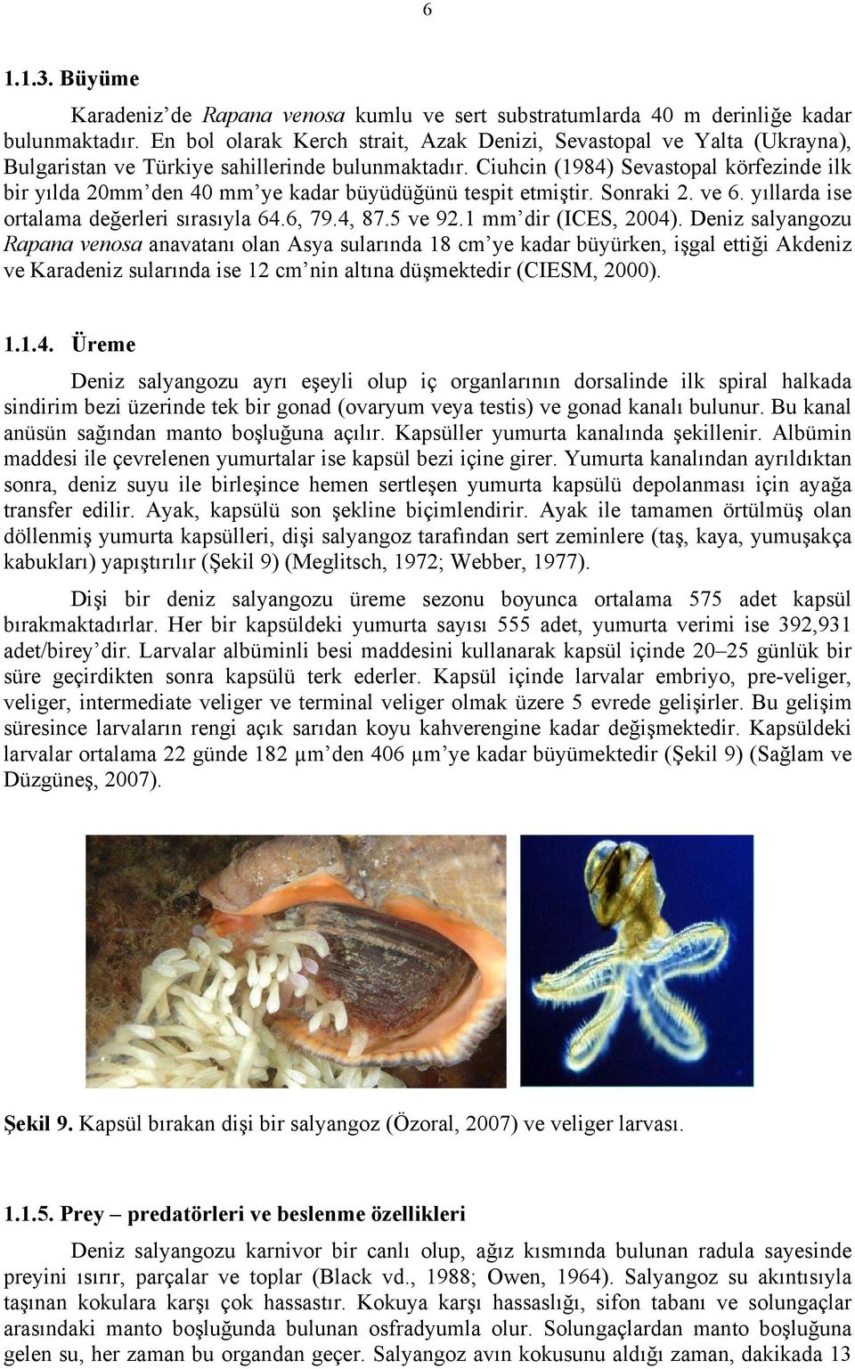 Ciuhcin (1984) Sevastopal körfezinde ilk bir yılda 2mm den 4 mm ye kadar büyüdüğünü tespit etmiştir. Sonraki 2. ve 6. yıllarda ise ortalama değerleri sırasıyla 64.6, 79.4, 87.5 ve 92.