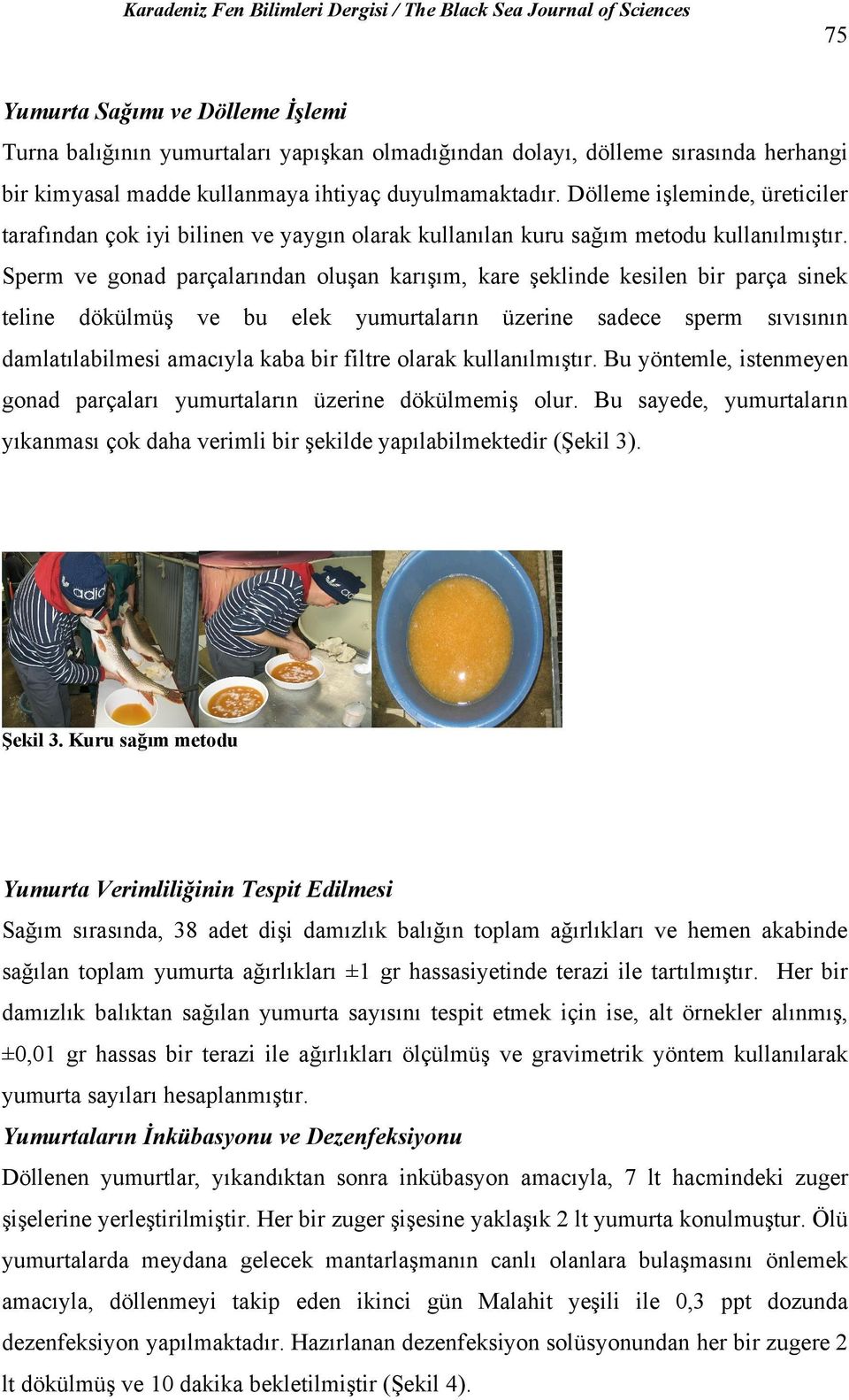 Sperm ve gonad parçalarından oluşan karışım, kare şeklinde kesilen bir parça sinek teline dökülmüş ve bu elek yumurtaların üzerine sadece sperm sıvısının damlatılabilmesi amacıyla kaba bir filtre