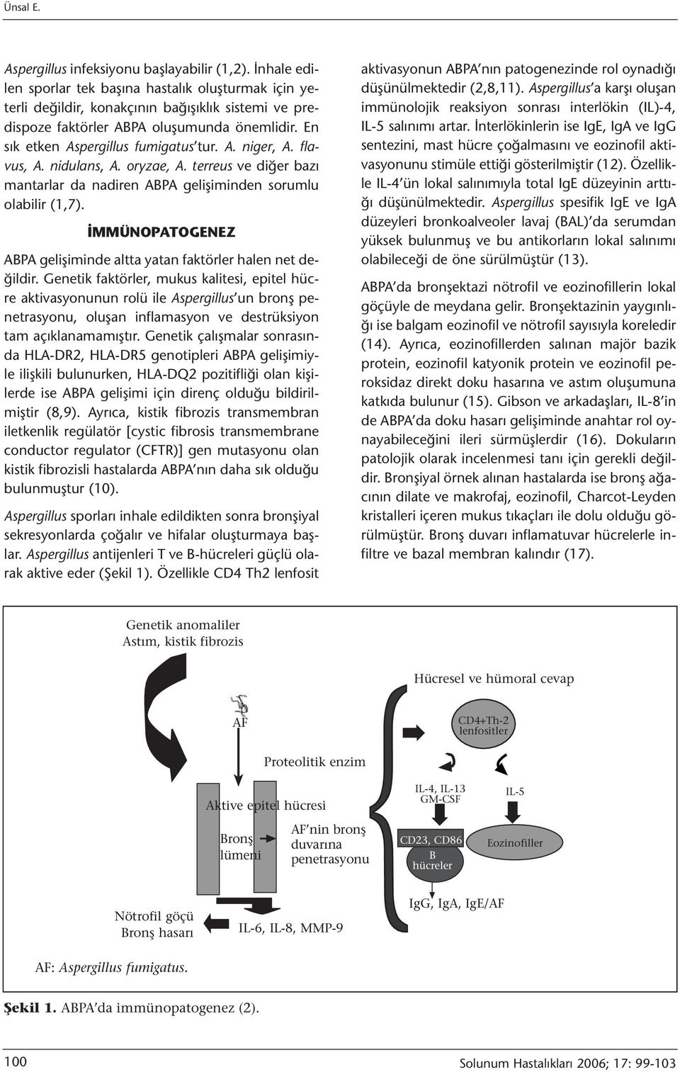 flavus, A. nidulans, A. oryzae, A. terreus ve diğer bazı mantarlar da nadiren ABPA gelişiminden sorumlu olabilir (1,7). İMMÜNOPATOGENEZ ABPA gelişiminde altta yatan faktörler halen net değildir.