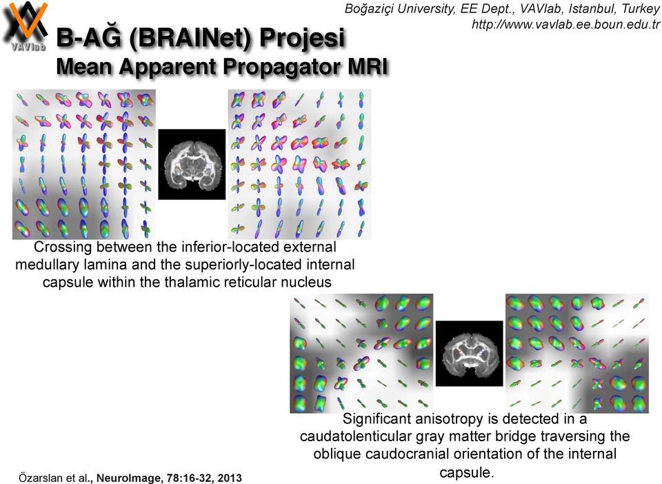 reticular nucleus Özarslan et al.