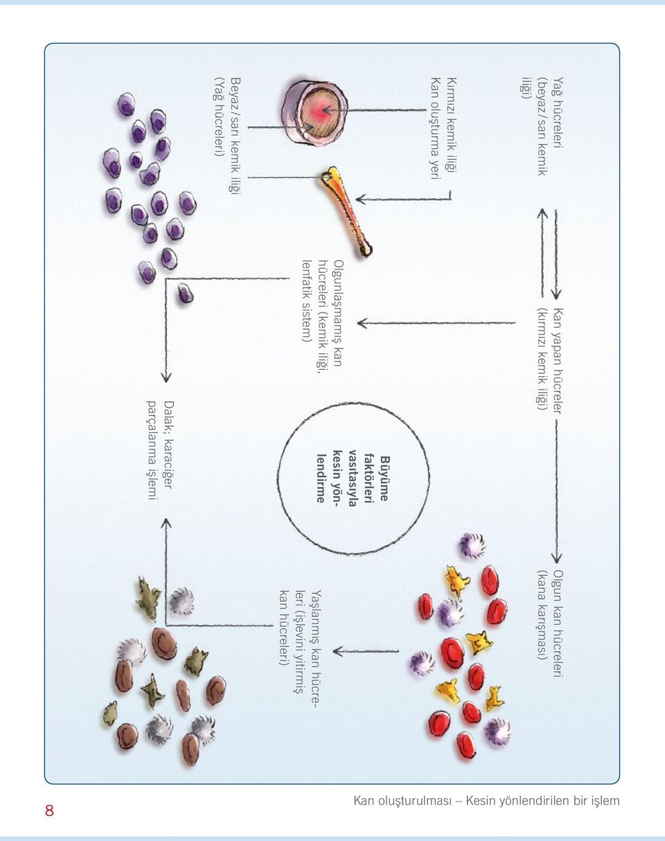 Büyüme faktörleri vasıtasıyla kesin yönlendirme Dalak; karaciğer parçalanma işlemi Olgun kan hücreleri (kana