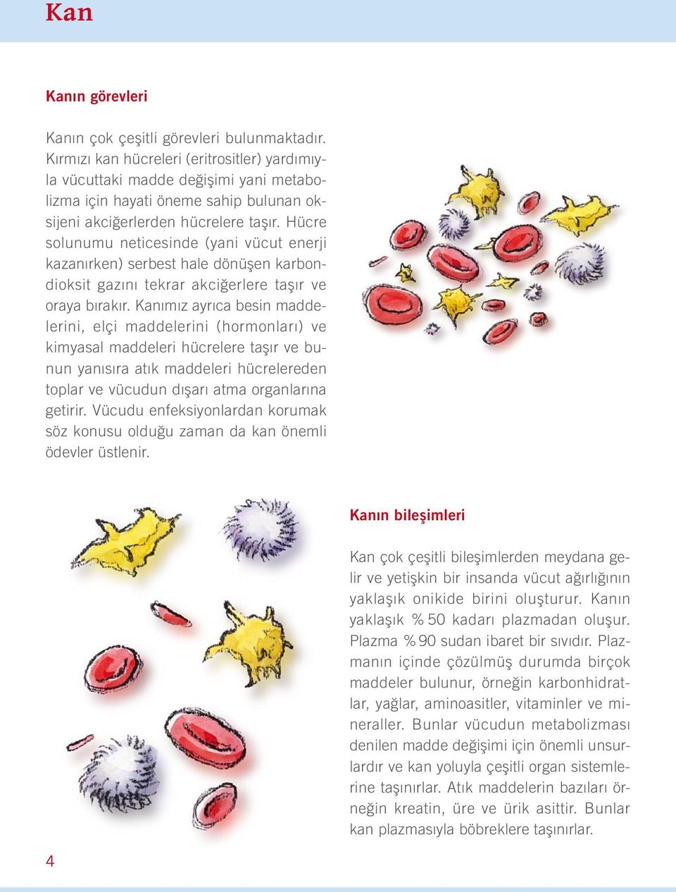 Hücre solunumu neticesinde (yani vücut enerji kazanırken) serbest hale dönüşen karbondioksit gazını tekrar akciğerlere taşır ve oraya bırakır.