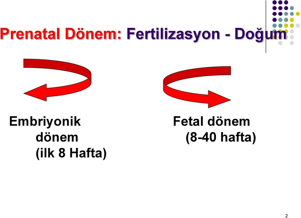 Embriyonik dönem (ilk 8