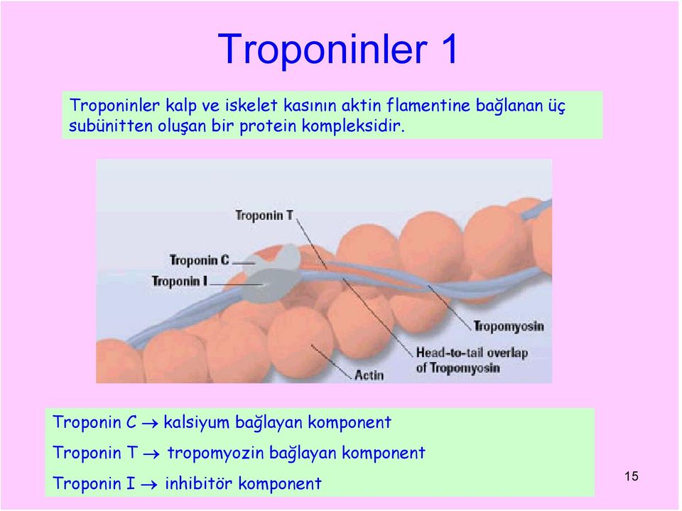 kompleksidir.