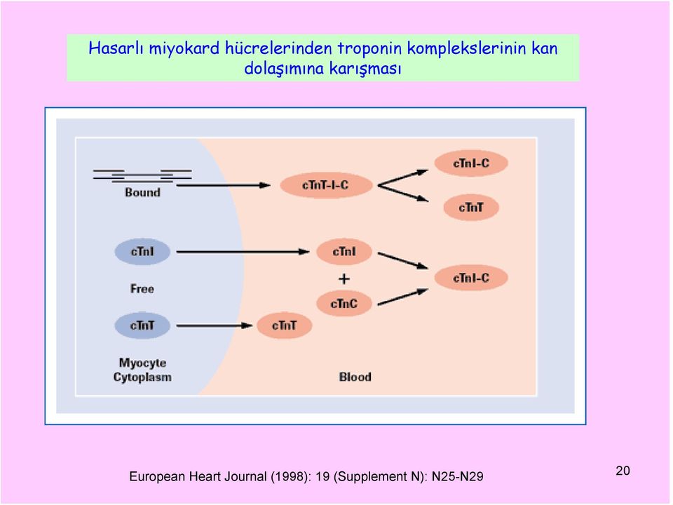 dolaşımına karışması European Heart