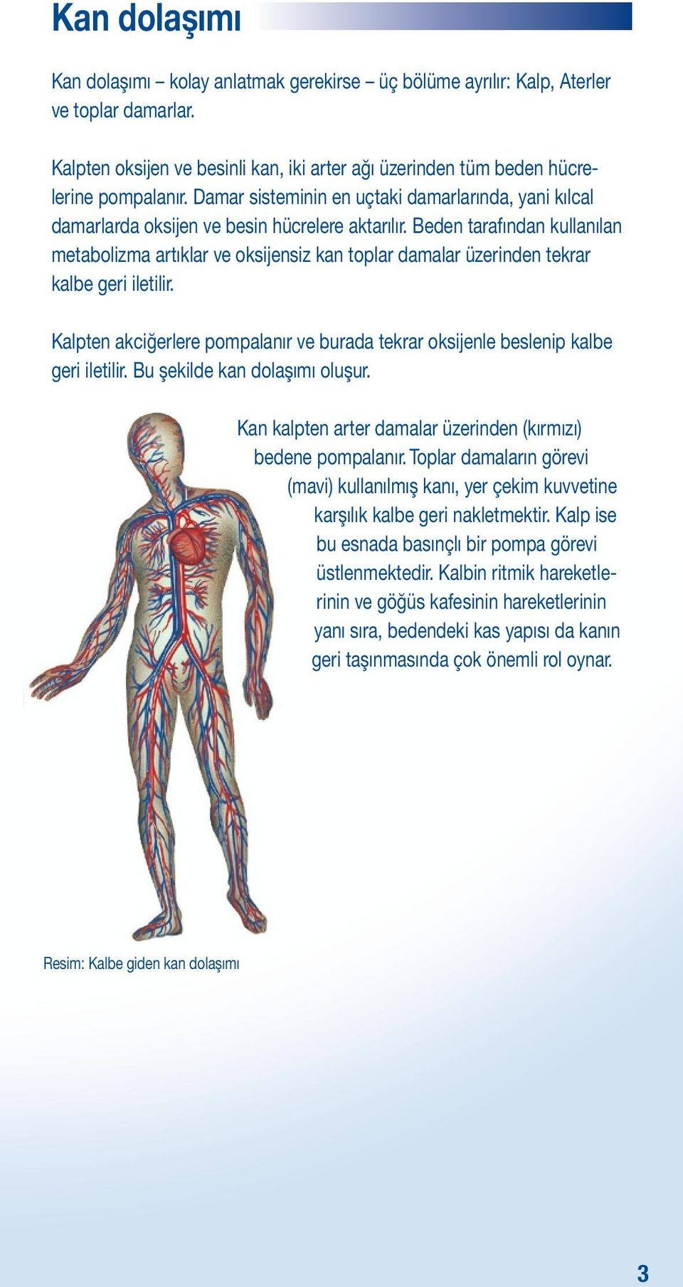 Beden tarafından kullanılan metabolizma artıklar ve oksijensiz kan toplar damalar üzerinden tekrar kalbe geri iletilir.