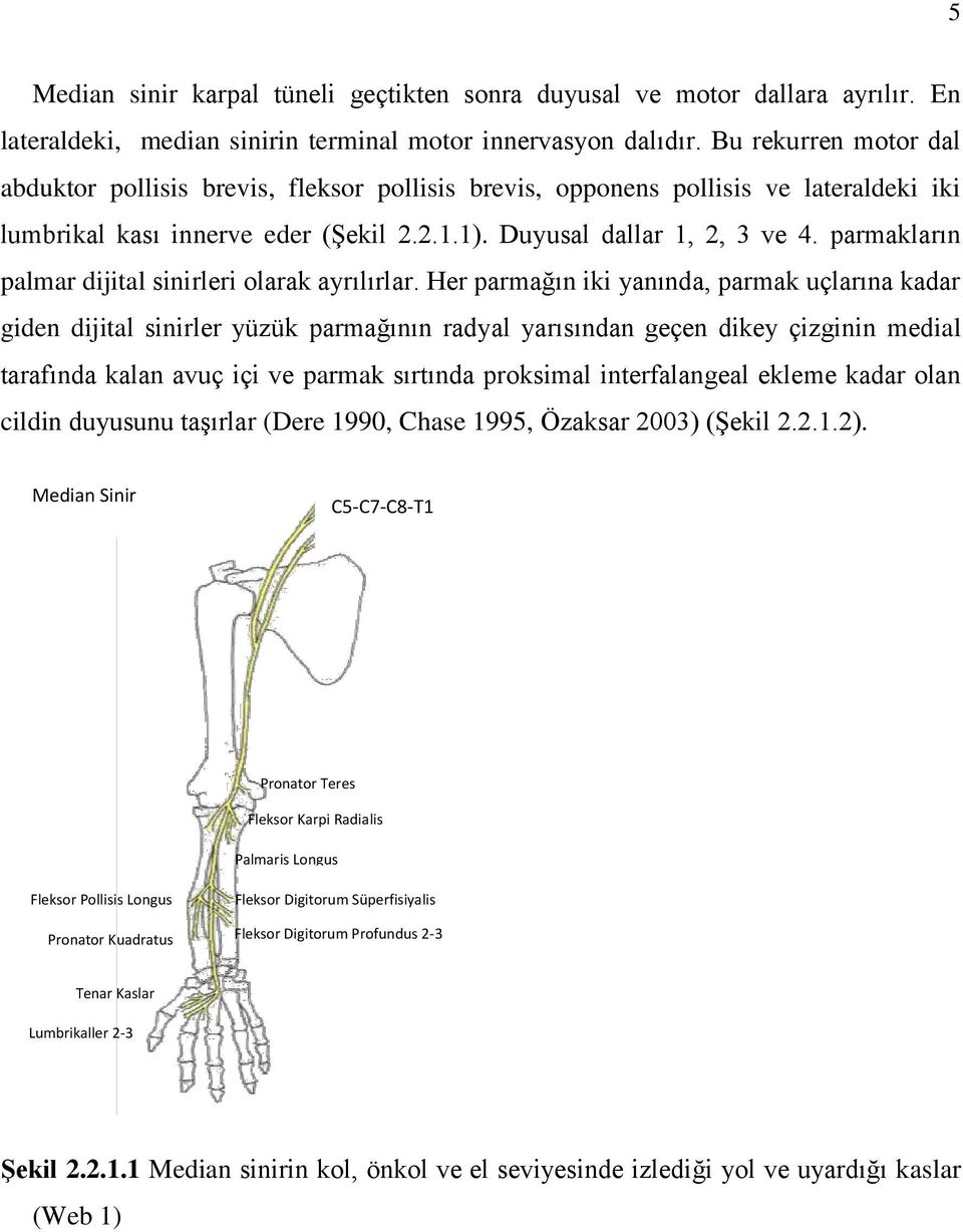 parmakların palmar dijital sinirleri olarak ayrılırlar.