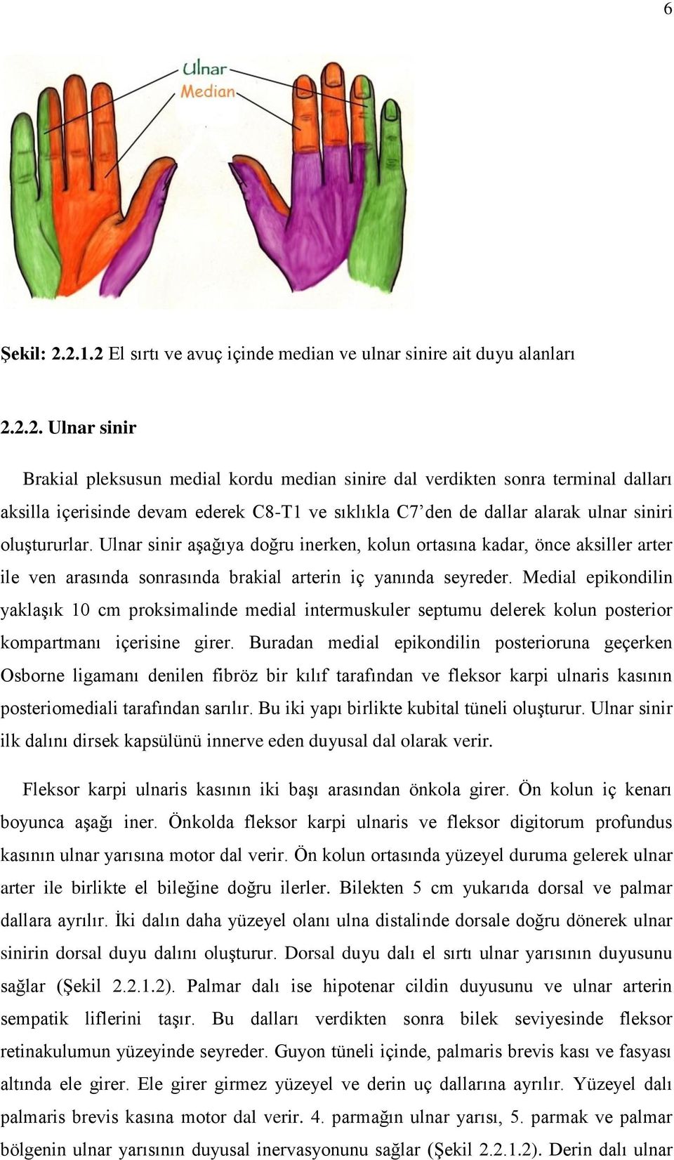 Ulnar sinir aşağıya doğru inerken, kolun ortasına kadar, önce aksiller arter ile ven arasında sonrasında brakial arterin iç yanında seyreder.