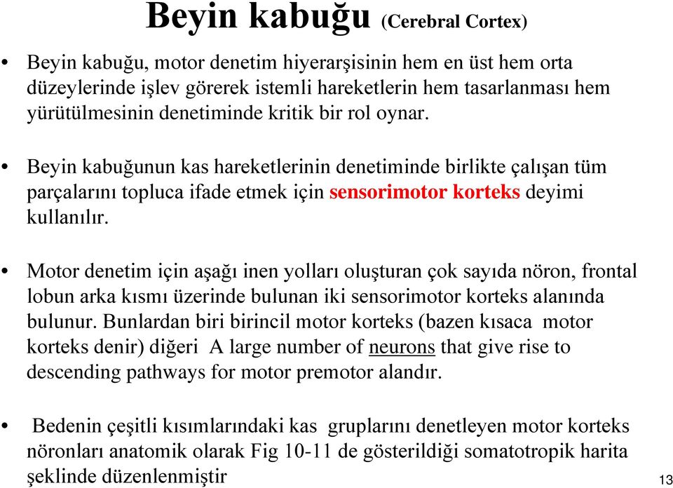 Motor denetim için aşağı inen yolları oluşturan çok sayıda nöron, frontal lobun arka kısmı üzerinde bulunan iki sensorimotor korteks alanında bulunur.