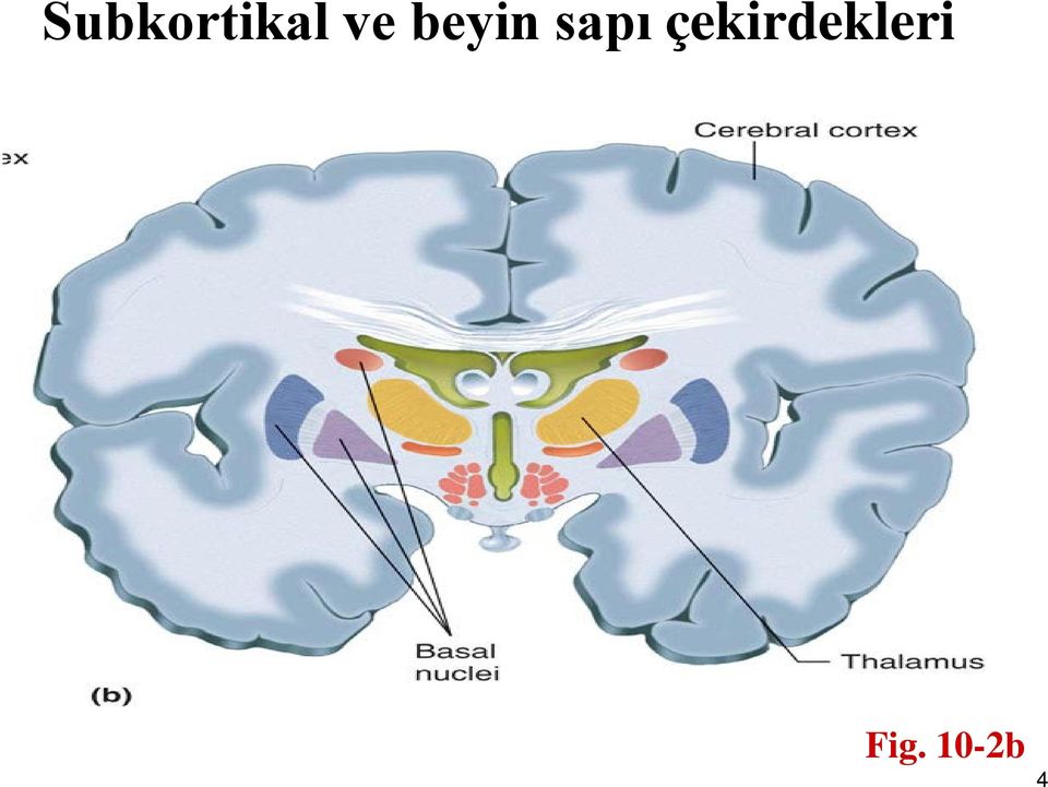 sapı