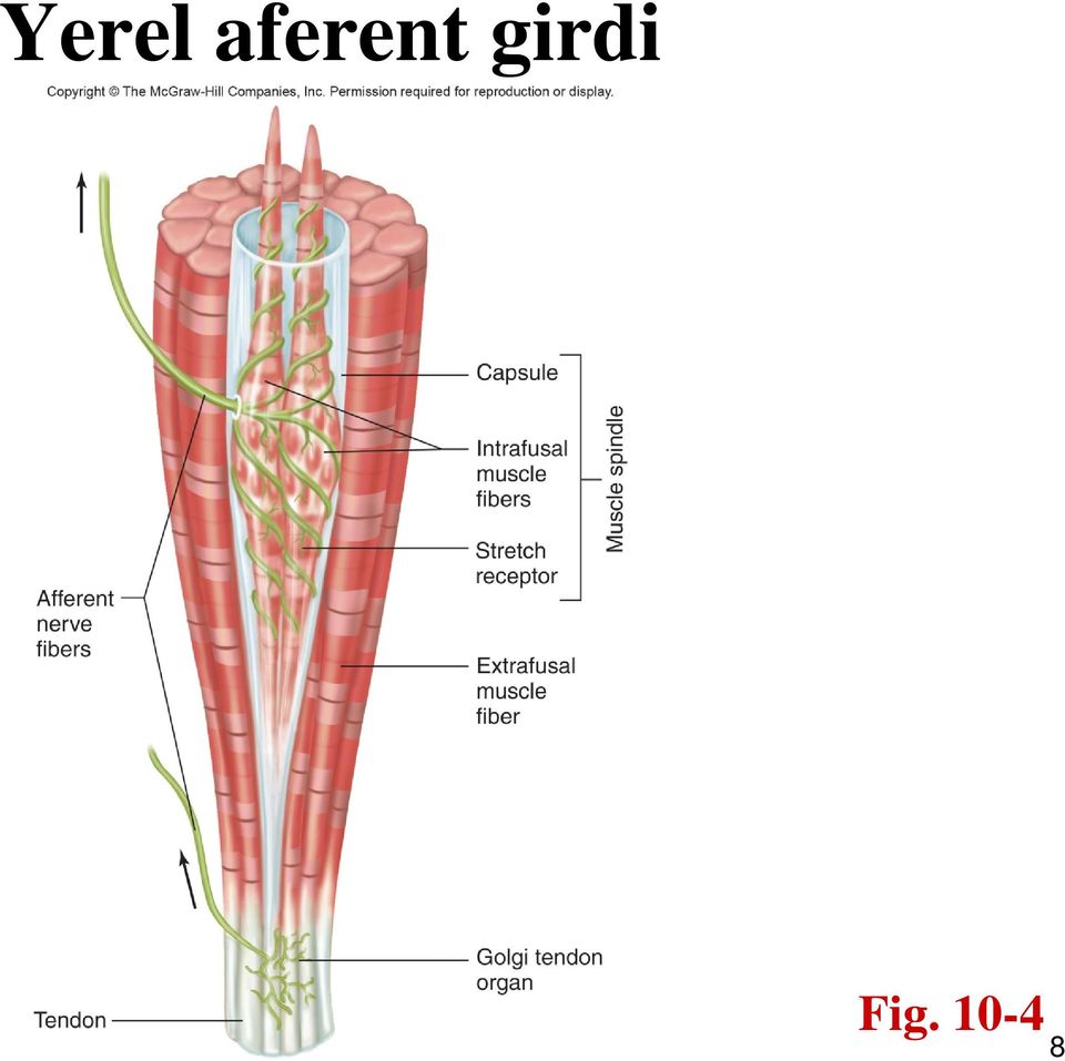 girdi Fig.