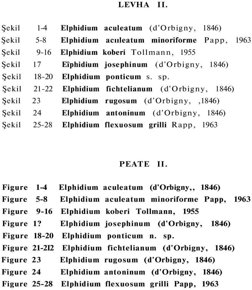18-20 Elphidium ponticum s. sp.