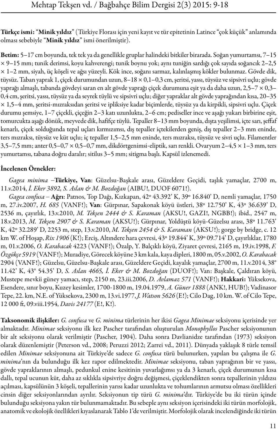 Soğan yumurtamsı, 7 15 9 15 mm; tunik derimsi, koyu kahverengi; tunik boynu yok; aynı tuniğin sardığı çok sayıda soğancık 2 2,5 1 2 mm, siyah, üç köşeli ve ağsı yüzeyli.