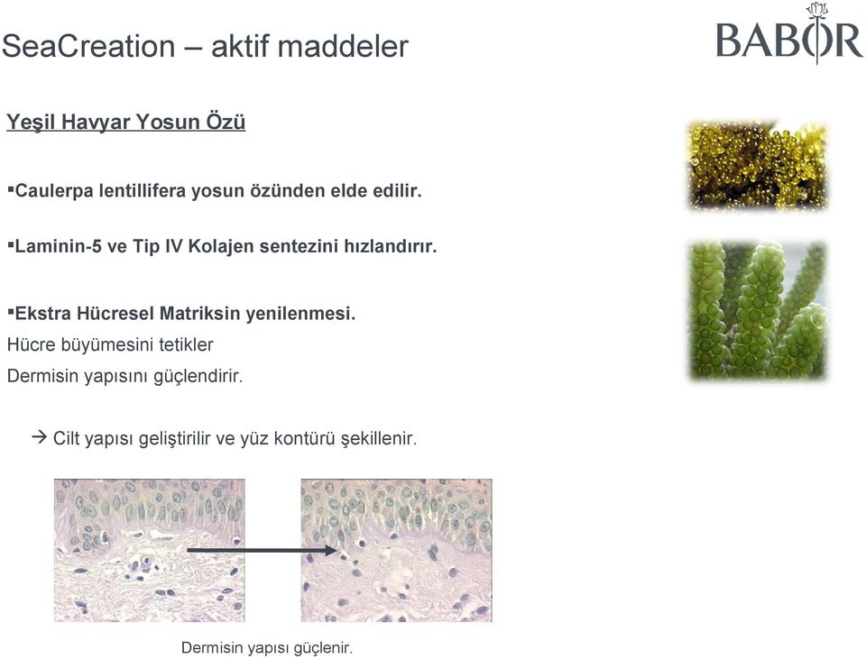 Ekstra Hücresel Matriksin yenilenmesi.