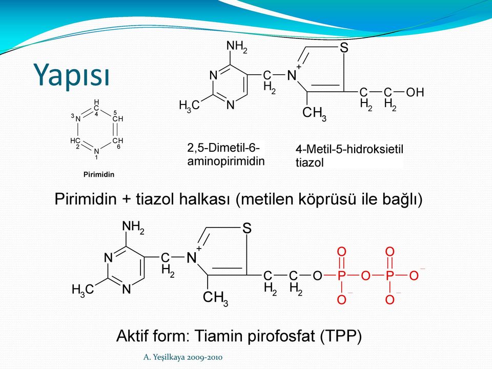 tiazol Pirimidin + tiazol halkası (metilen köprüsü