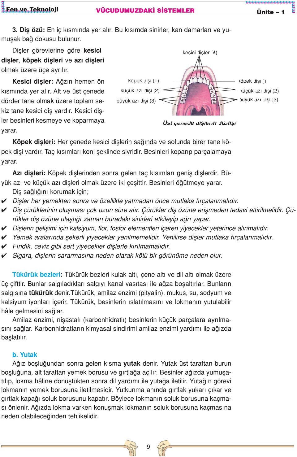 Alt ve üst çenede dörder tane olmak üzere toplam sekiz tane kesici difl vard r.