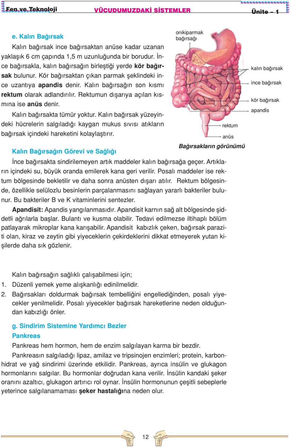 Rektumun d flar ya aç lan k sm na ise anüs denir. Kal n ba rsakta tümür yoktur. Kal n ba rsak yüzeyindeki hücrelerin salg lad kaygan mukus s v s at klar n ba rsak içindeki hareketini kolaylaflt r r.