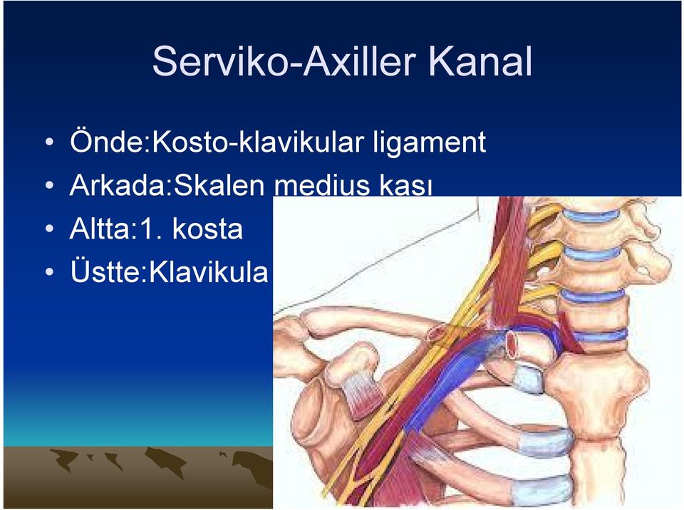 ligament Arkada:Skalen