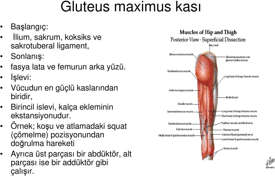 İşlevi: Vücudun en güçlü kaslarından biridir, Birincil islevi, kalça ekleminin