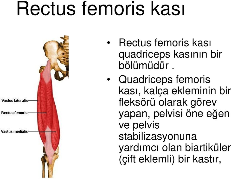 Quadriceps femoris kası, kalça ekleminin bir fleksörü olarak