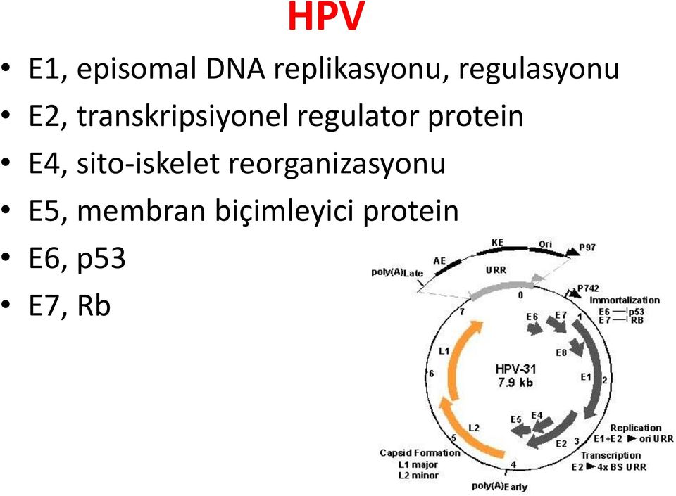 regulator protein E4, sito-iskelet