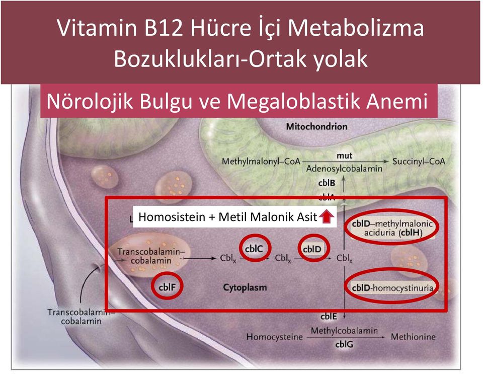 yolak Nörolojik Bulgu ve