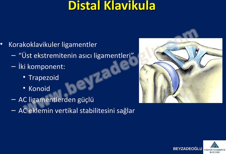 ligamentleri İki komponent: Trapezoid Konoid