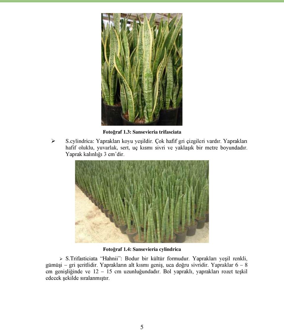 4: Sansevieria cylindrica S.Trifasticiata Hahnii : Bodur bir kültür formudur. Yaprakları yeşil renkli, gümüşi gri şeritlidir.