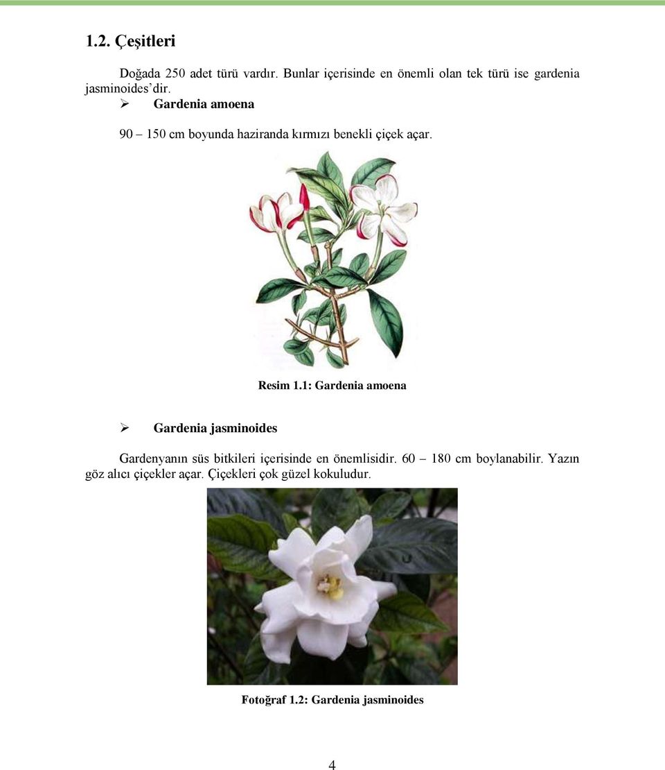 Gardenia amoena 90 150 cm boyunda haziranda kırmızı benekli çiçek açar. Resim 1.