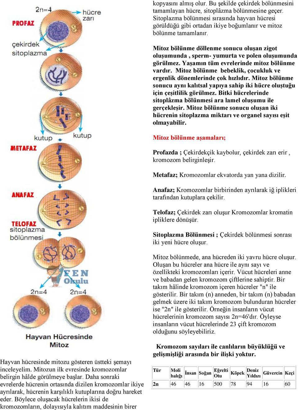 Mitoz bölünme döllenme sonucu oluşan zigot oluşumunda, sperm- yumurta ve polen oluşumunda görülmez. Yaşamın tüm evrelerinde mitoz bölünme vardır.