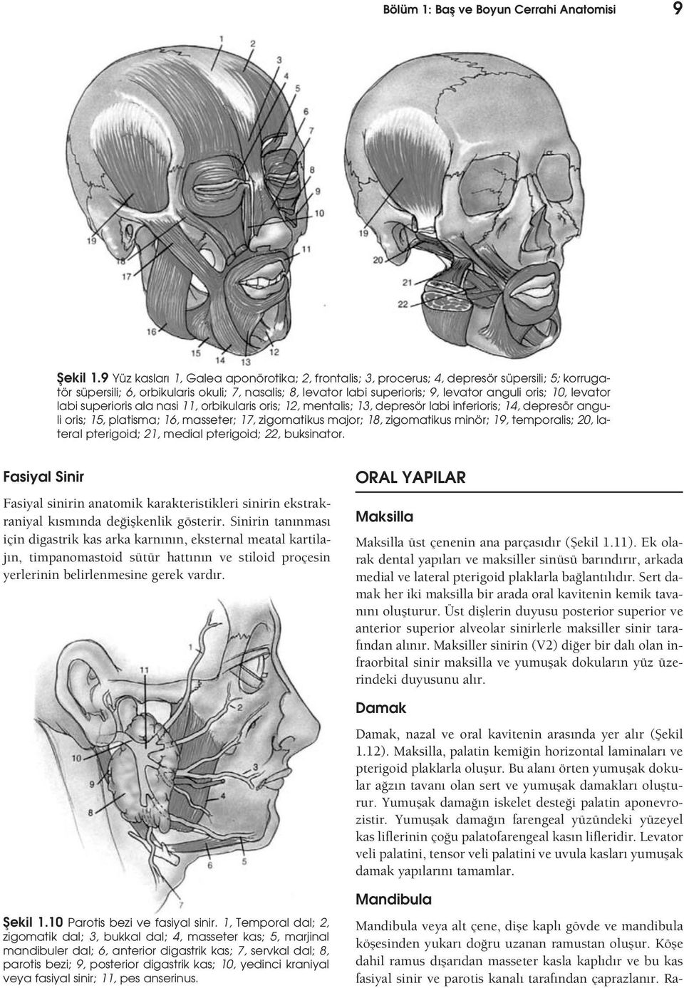 levator labi superioris ala nasi 11, orbikularis oris; 12, mentalis; 13, depresör labi inferioris; 14, depresör anguli oris; 15, platisma; 16, masseter; 17, zigomatikus major; 18, zigomatikus minör;