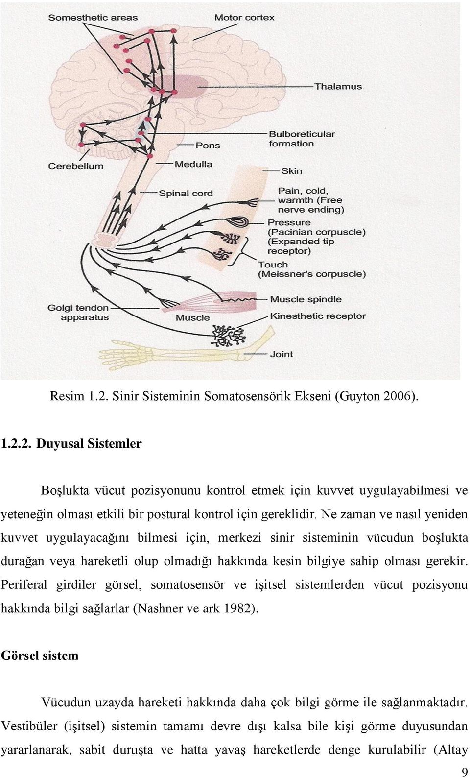 Periferal girdiler görsel, somatosensör ve iģitsel sistemlerden vücut pozisyonu hakkında bilgi sağlarlar (Nashner ve ark 1982).