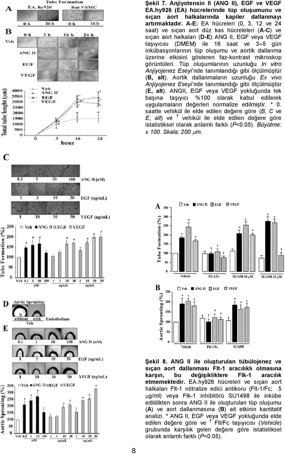 oluşumu ve aortik dallanma üzerine etkisini gösteren faz-kontrast mikroskop görüntüleri. Tüp oluşumlarının uzunluğu In vitro Anjiyojenez Eseyi nde tanımlandığı gibi ölçülmüştür (B, alt).