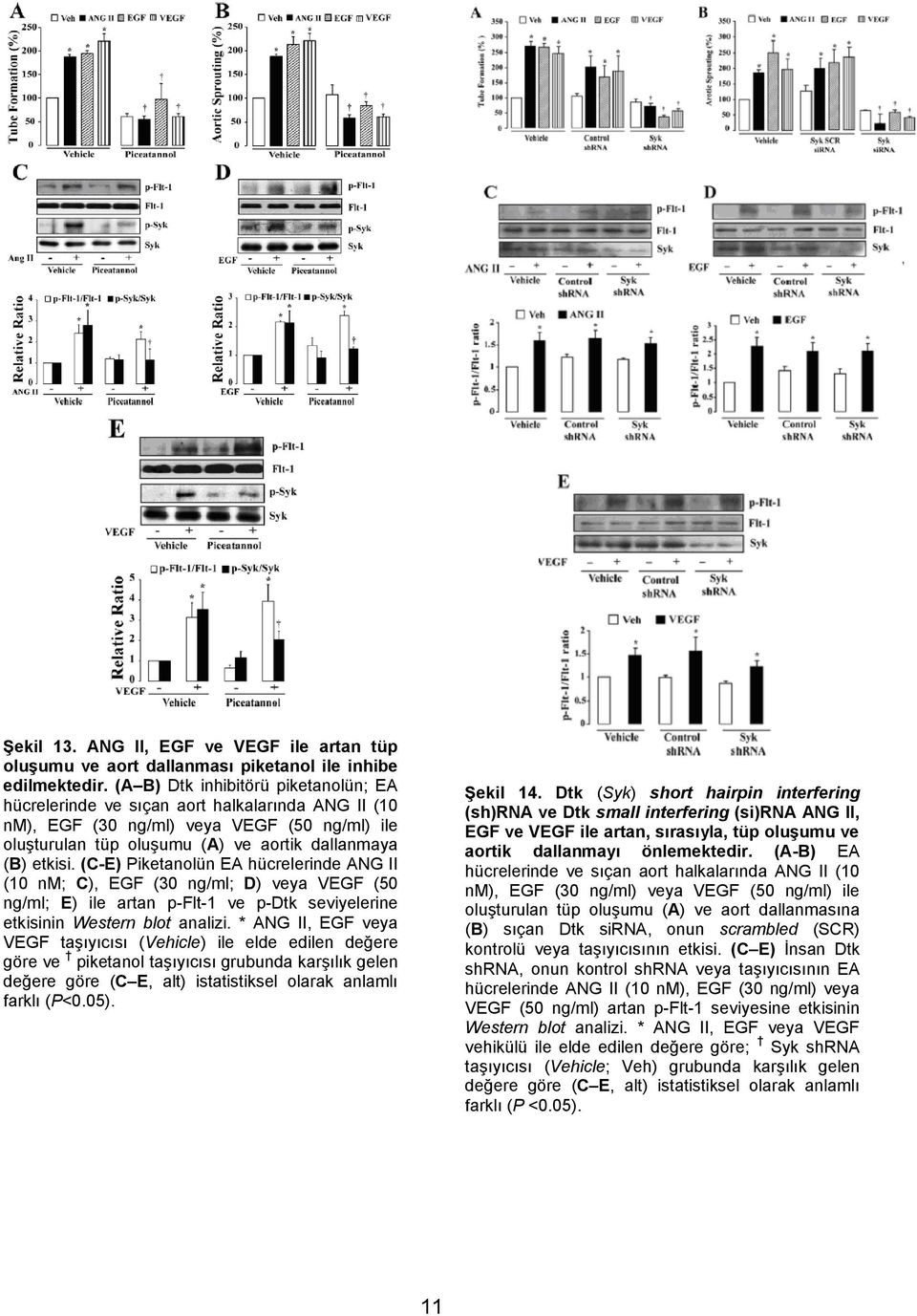 (C-E) Piketanolün EA hücrelerinde ANG II (10 nm; C), EGF (30 ng/ml; D) veya VEGF (50 ng/ml; E) ile artan p-flt-1 ve p-dtk seviyelerine etkisinin Western blot analizi.