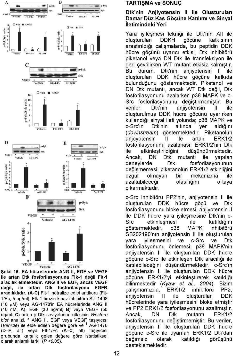 artan p-dtk seviyelerine etkisinin Western blot analizi.