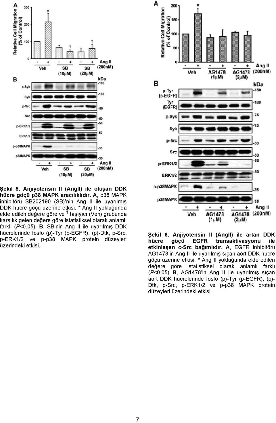 B, SB nin Ang II ile uyarılmış DDK hücrelerinde fosfo (p)-tyr (p-egfr), (p)-dtk, p-src, p-erk1/2 ve p-p38 MAPK protein düzeyleri üzerindeki etkisi. Şekil 6.