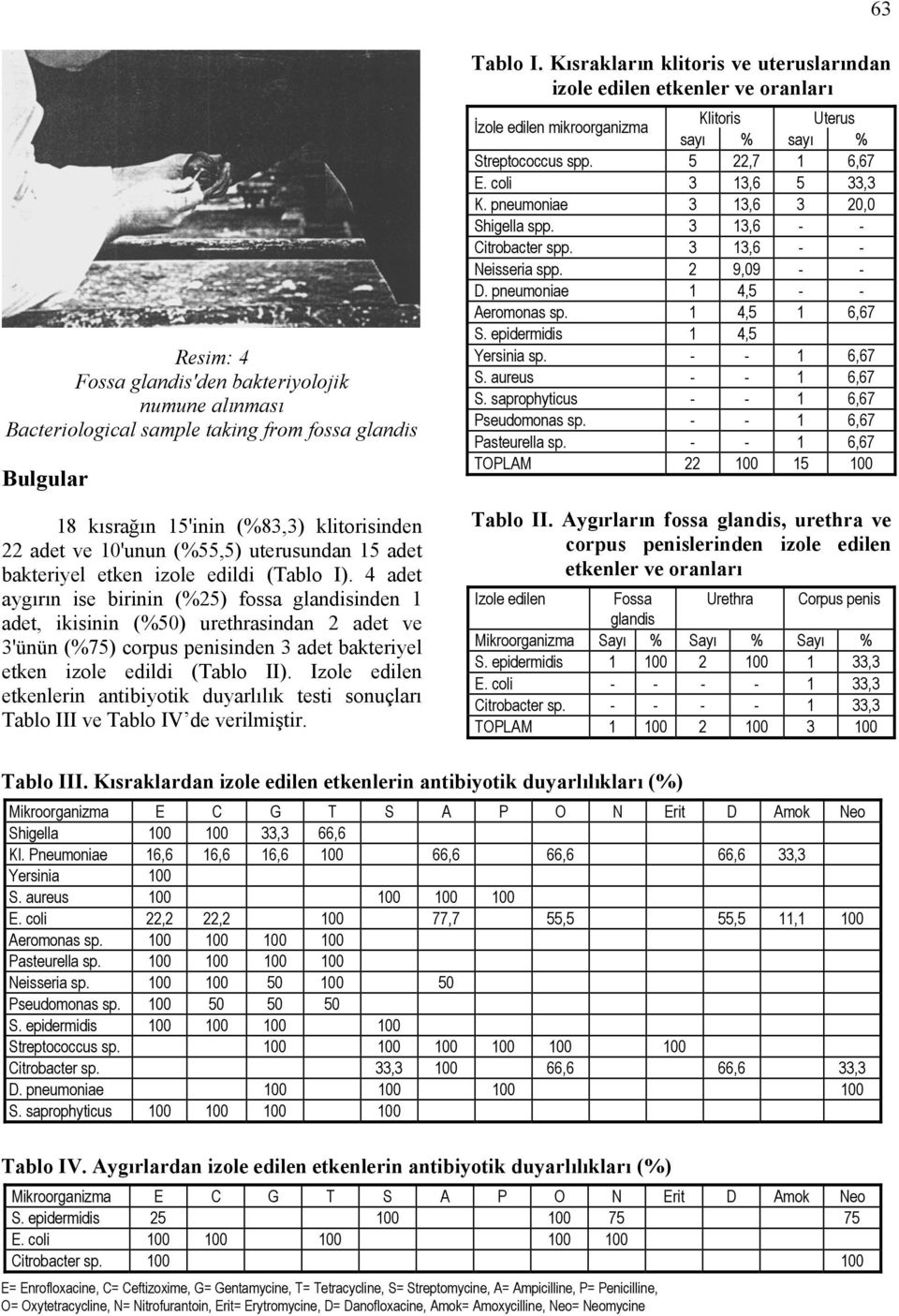 4 adet aygırın ise birinin (%25) fossa glandisinden 1 adet, ikisinin (%50) urethrasindan 2 adet ve 3'ünün (%75) corpus penisinden 3 adet bakteriyel etken izole edildi (Tablo II).