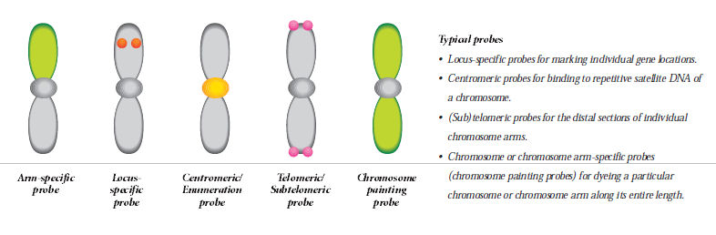 Spesifik kromozom yapılarına özel Problar Kromozom spesifik sentromer probları(cep ) Sentromer bölgelerine hibridize olmaktadır İnterfaz ve metafazda anoploidilerin saptanması için kullanılmaktadır