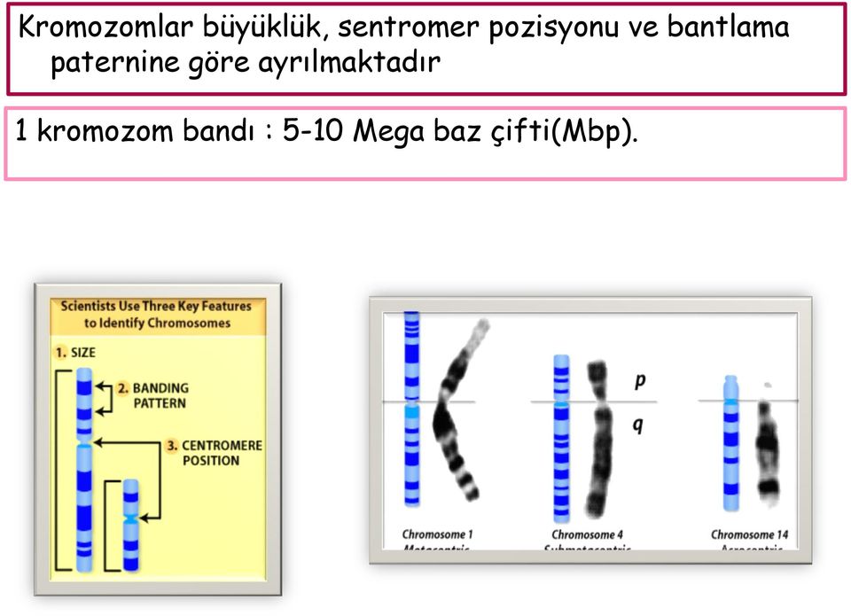 göre ayrılmaktadır 1 kromozom