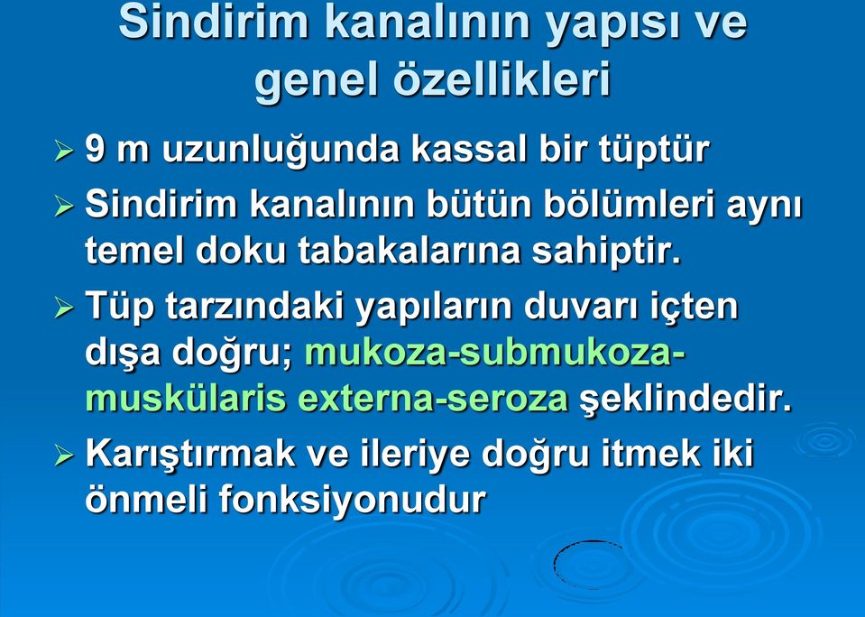 Tüp tarzındaki yapıların duvarı içten dışa doğru; mukoza-submukozamuskülaris