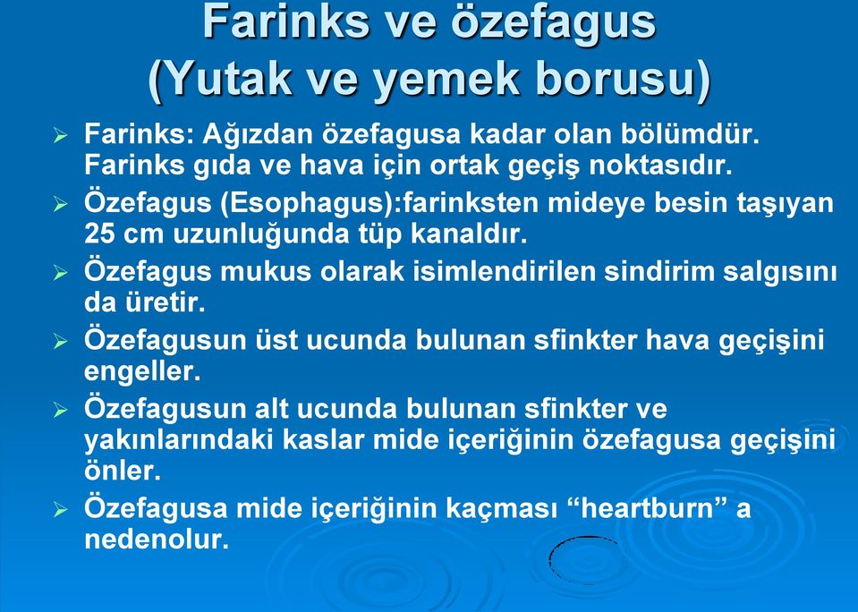 Özefagus (Esophagus):farinksten mideye besin taşıyan 25 cm uzunluğunda tüp kanaldır.