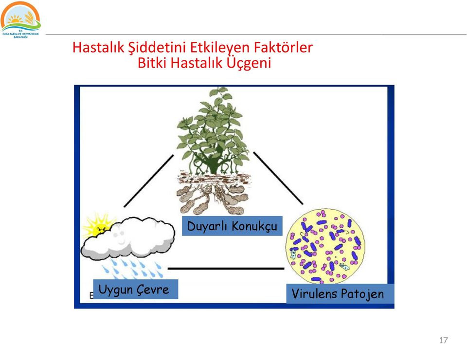 Hastalık Üçgeni Duyarlı