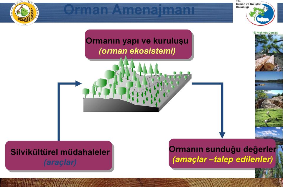 Demirci Silvikültürel müdahaleler