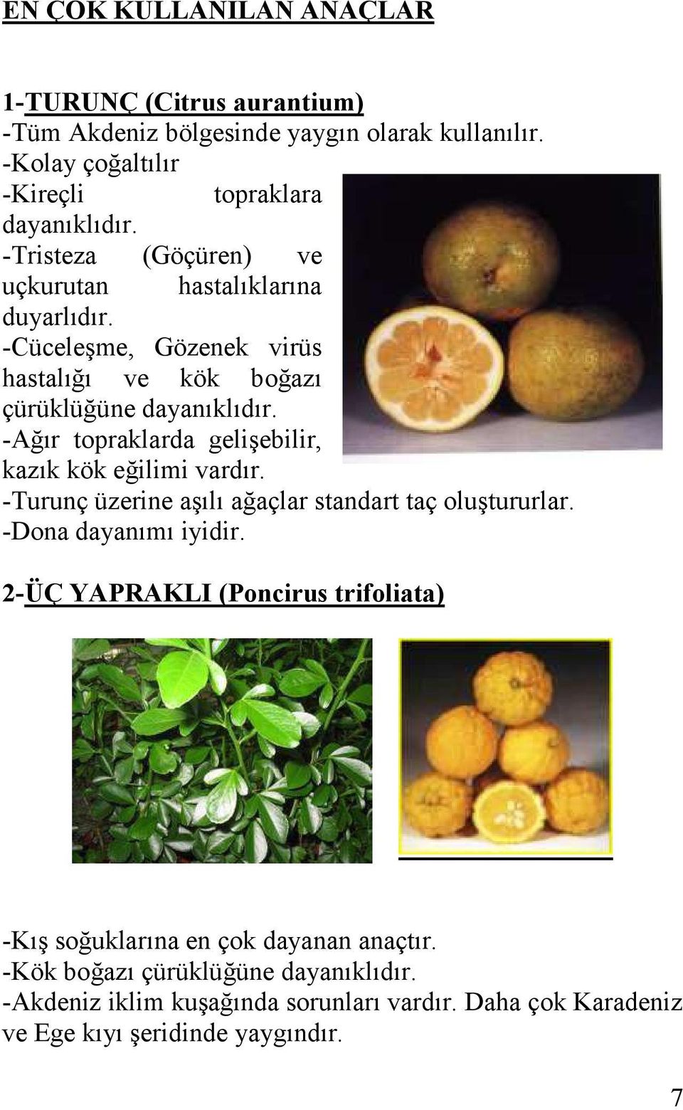 -Ağır topraklarda geliģebilir, kazık kök eğilimi vardır. -Turunç üzerine aģılı ağaçlar standart taç oluģtururlar. -Dona dayanımı iyidir.