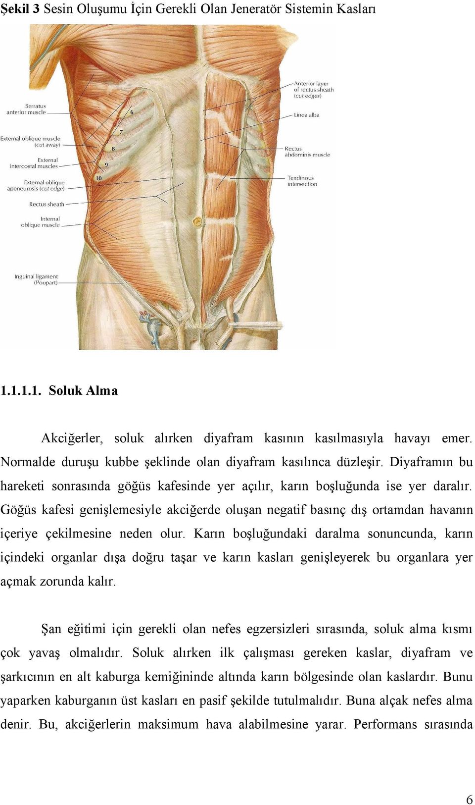 Göğüs kafesi genişlemesiyle akciğerde oluşan negatif basınç dış ortamdan havanın içeriye çekilmesine neden olur.