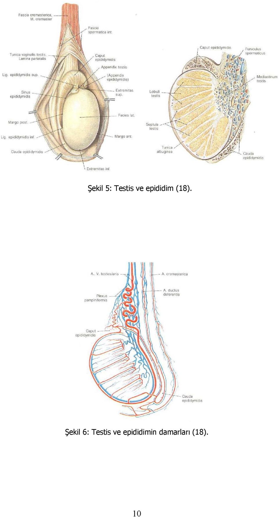 Şekil 6: Testis ve