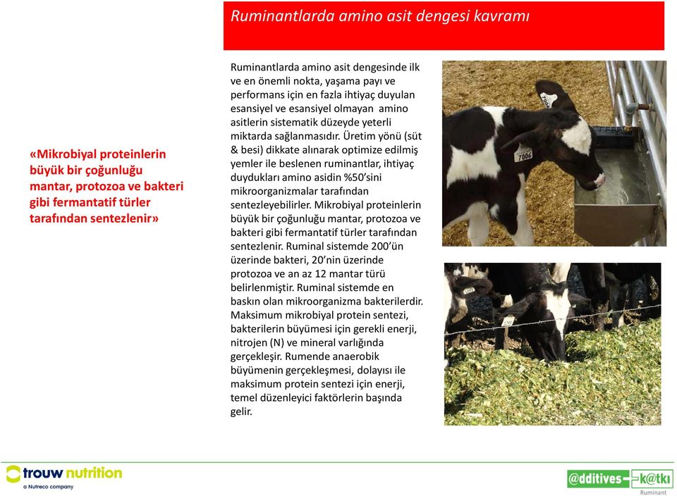 Üretim yönü (süt & besi) dikkate alınarak optimize edilmiş yemler ile beslenen ruminantlar, ihtiyaç duydukları amino asidin %50 sini mikroorganizmalar tarafından sentezleyebilirler.